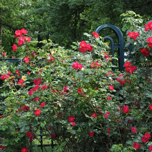 Rosen Gärtnerei - park und strauchrosen - rot - Rosa Robusta® - diskret duftend - Reimer Kordes - Wenn wir von diesem Nachkommen der Rosen mit runzeligen Blättern eine Reihe pflanzen, bekommen wir bald eine undurchdringliche Hecke. Ihre hinaufstrebenden B